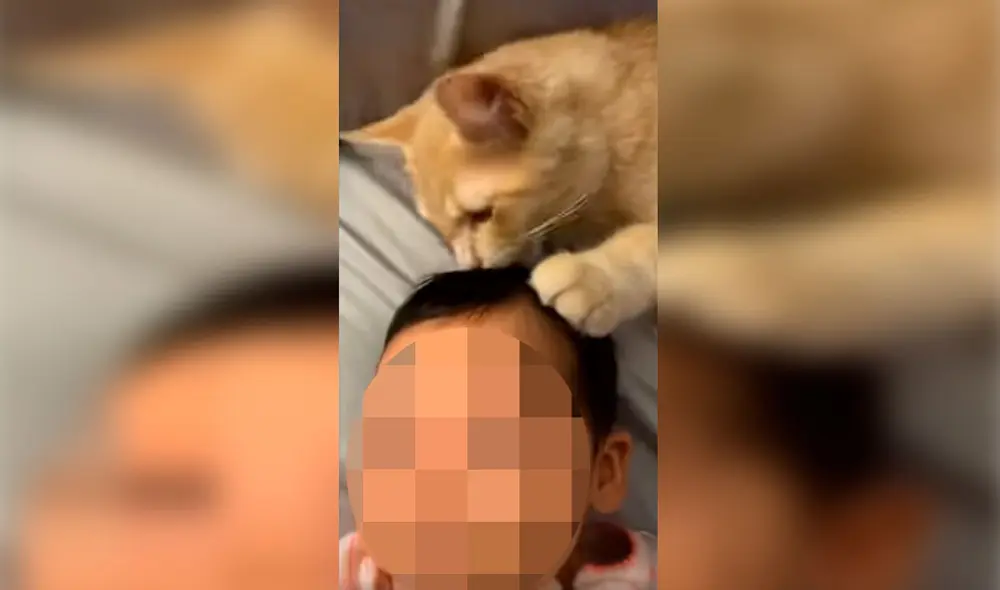 Desliza las imágenes para descubrir el tierno gesto de un gato cuando su dueña estuvo embarazada. Foto: captura de TikTok