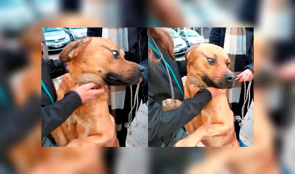 Ante el maltrato que sufría el perro, los vecinos decidieron sacarlo de la vivienda de dueña. Foto: El Doce Ante el maltrato que sufría el perro, los vecinos decidieron sacarlo de la vivienda de dueña. Foto: El Doce