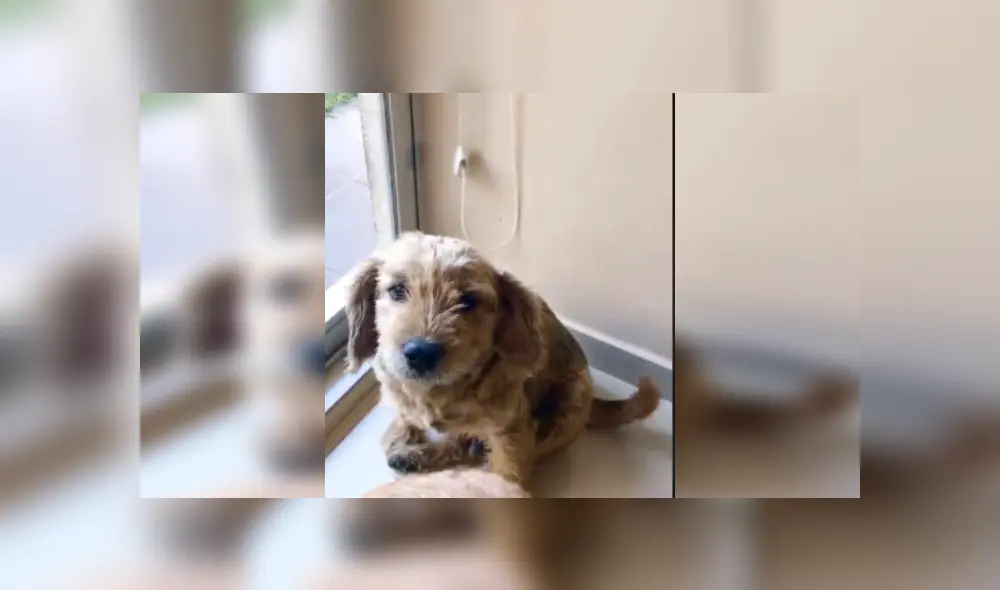 Desliza las imágenes para ver más detalles sobre este 'valiente' perro que corrió a defender a su pequeño amigo. (Foto: captura / TikTok / @leslyeojeda)