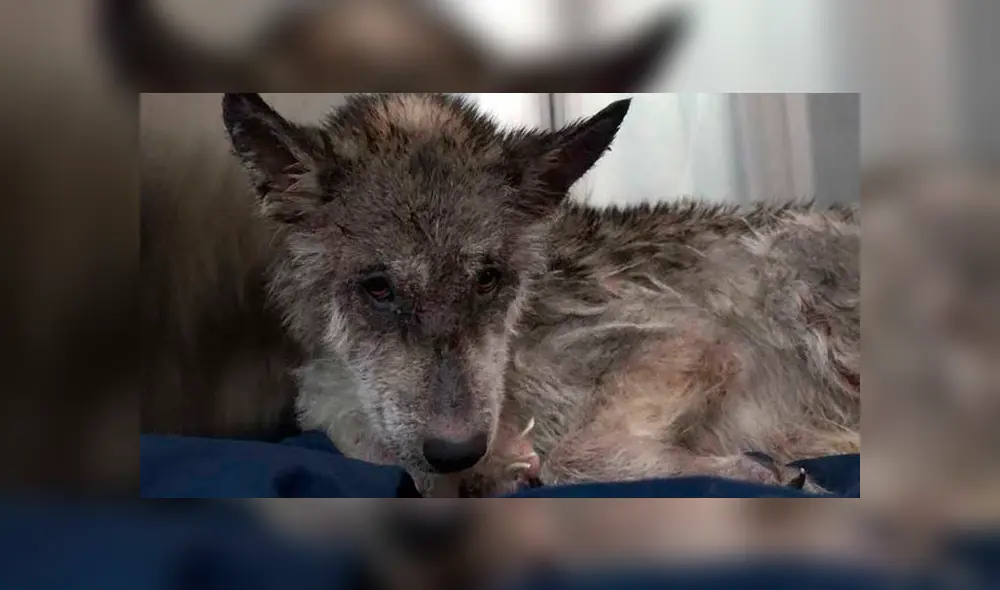 Desliza para ver las fotos de este perro que enamoró a todos en Facebook. Foto: Captura. Desliza para ver las fotos de este perro que enamoró a todos en Facebook. Foto: Captura.