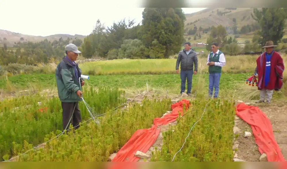 Reforestarán Puno con 500 mil plantones de pino, queñua y colle en el 2019 