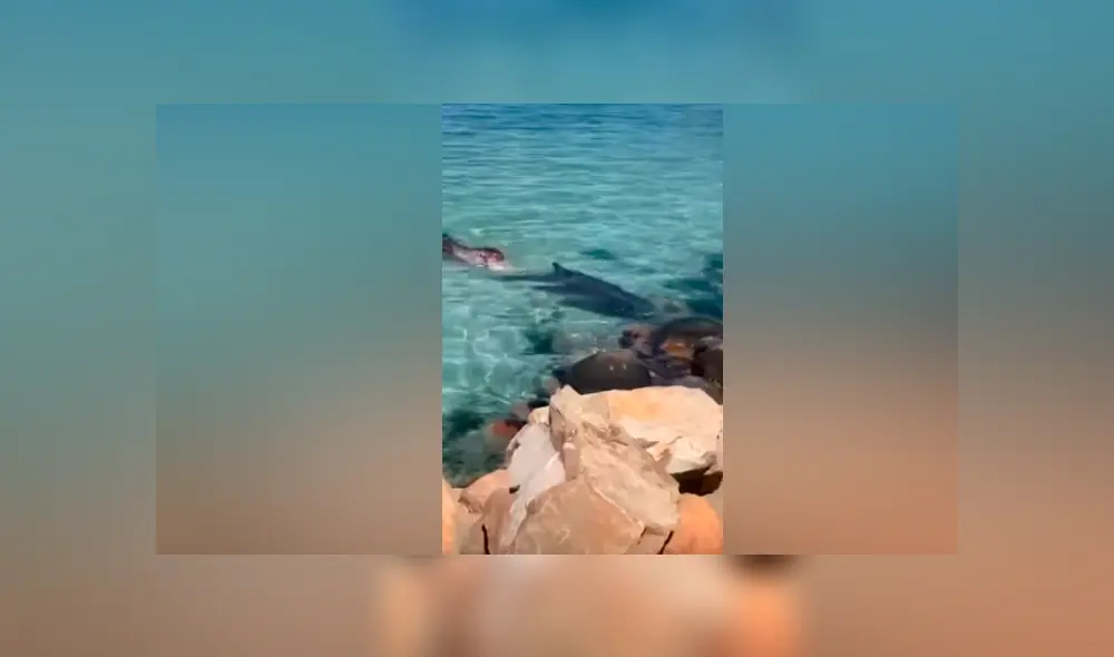 Desliza hacia la izquierda para ver la brutal pelea de los animales marinos. Imágenes virales de Facebook. Desliza hacia la izquierda para ver la brutal pelea de los animales marinos. Imágenes virales de Facebook.