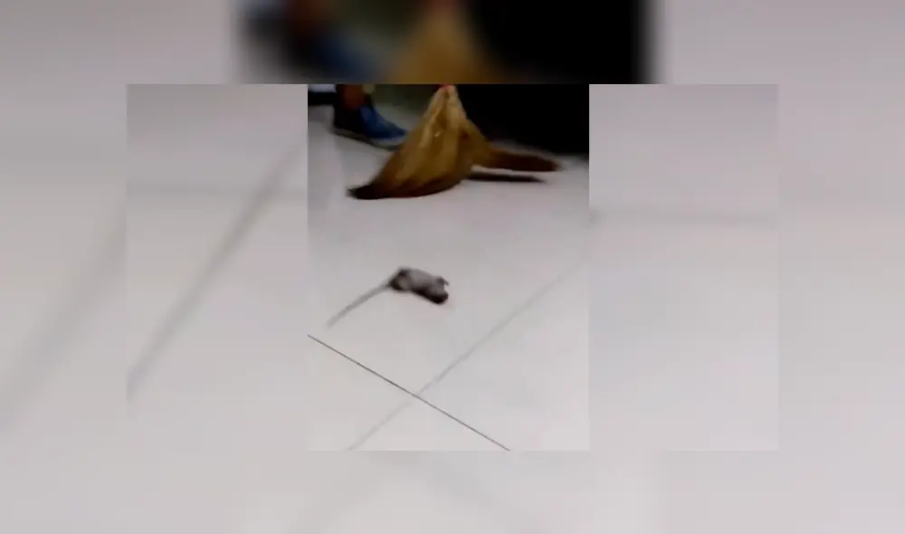 Facebook viral: ratón se hace el muerto para no ser 'asesinado' por el dueño de la casa [VIDEO]