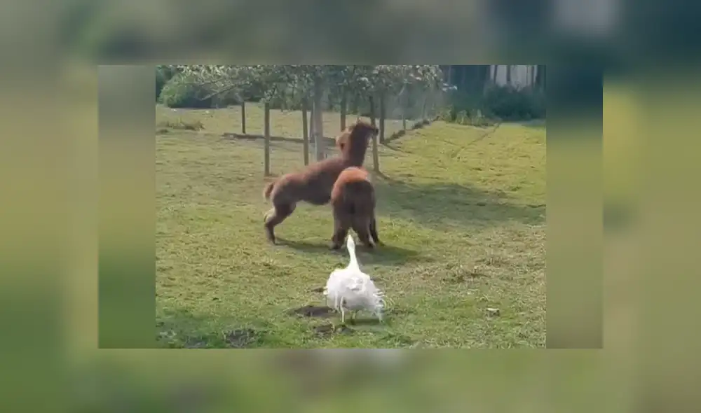 YouTube viral: Ganso irrumpe pelea de llamas y les da severa lección [VIDEO] 