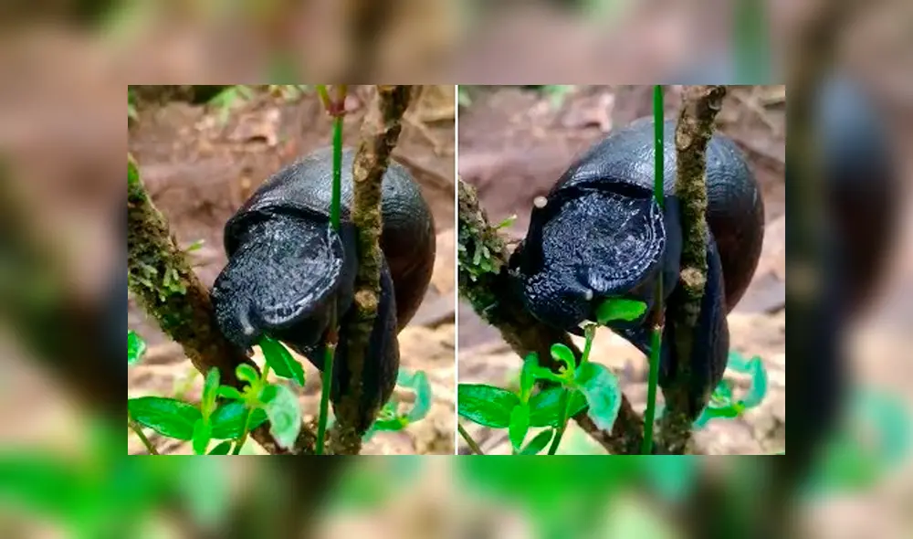 Video es viral en YouTube. Un grupo de alpinistas decidió detener su caminara para observar el comportamiento de extraño caracol negro y quedaron impactados al ver lo que hacía. Foto: Captura.