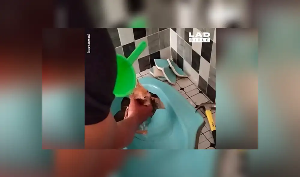 Escucha desgarradores ruidos de bañera, la destruye y encuentra insólita criatura [VIDEO] 