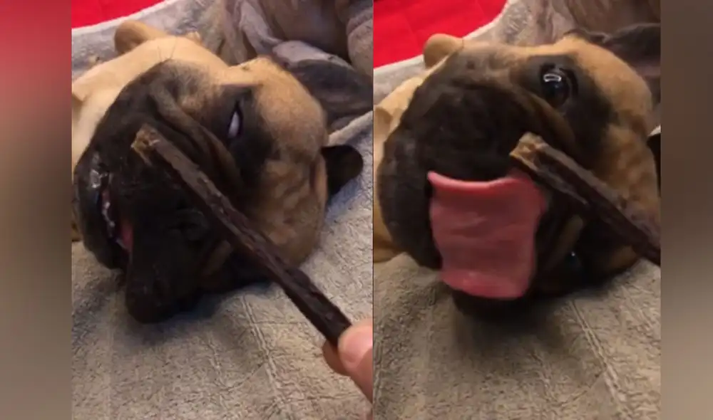 Desliza las imágenes para ver más detalles  sobre esta graciosa escena en la que un perrito no se resiste al olor de su golosina favorita. Foto: captura de YouTube