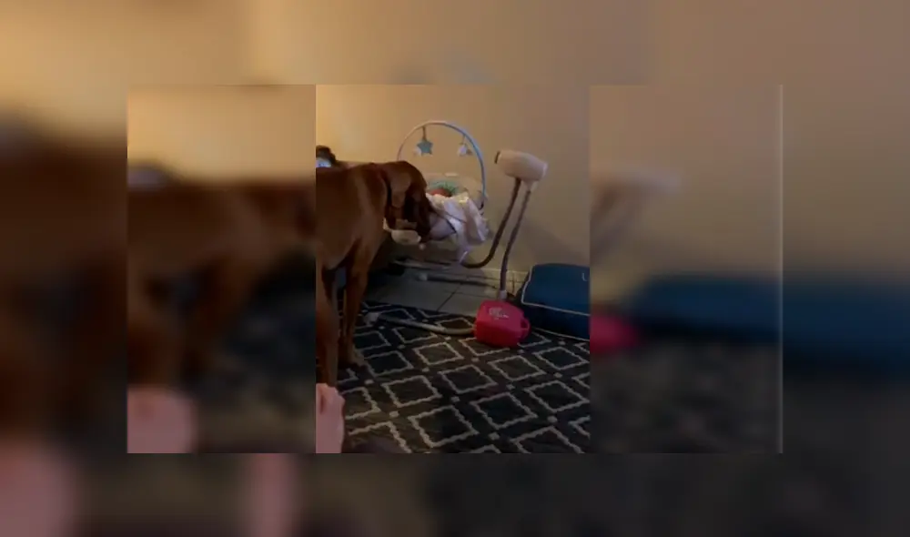 Video es viral en YouTube. La mujer se percató de la tierna escena entre su macota y su bebé recién nacido y no dudó en grabarla para compartirla en redes