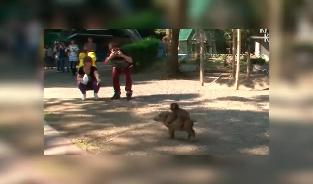 YouTube viral: miles lloran al conocer la historia del jabalí que adoptó a mono bebé YouTube viral: miles lloran al conocer la historia del jabalí que adoptó a mono bebé