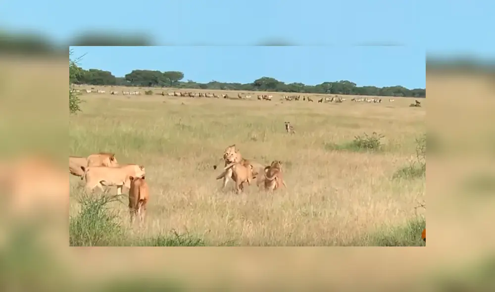 Desliza hacia la izquierda para ver el momento en que una manada de hienas se apodera de la comida de los leones, escena que es viral en YouTube. Desliza hacia la izquierda para ver el momento en que una manada de hienas se apodera de la comida de los leones, escena que es viral en YouTube.