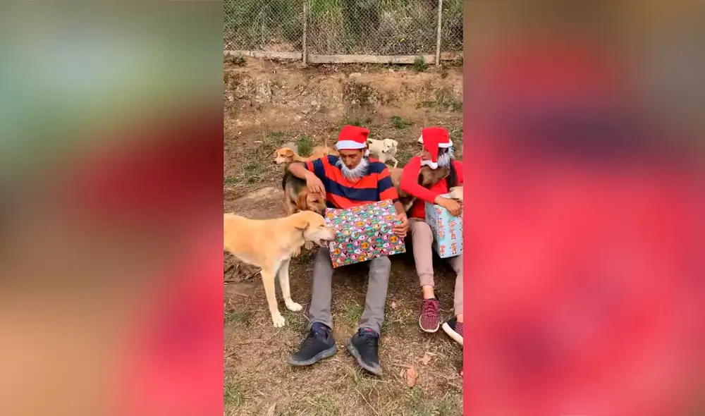 Desliza las imágenes para ver la emotiva escena que protagonizaron estos canes callejeros al recibir sus regalos de Navidad. Foto: captura de TikTok/Patitas de amor Desliza las imágenes para ver la emotiva escena que protagonizaron estos canes callejeros al recibir sus regalos de Navidad. Foto: captura de TikTok/Patitas de amor