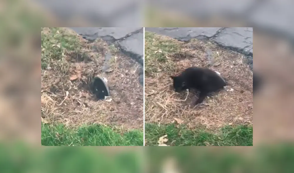Desliza las imágenes para observar a un gato escondido en una tubería que llamó la atención por su sobrepeso. Desliza las imágenes para observar a un gato escondido en una tubería que llamó la atención por su sobrepeso.