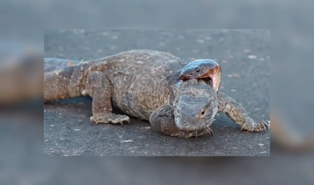 Graban a feroz cobra intentando matar a dragón de komodo de la forma más terrorífica [VIDEO]