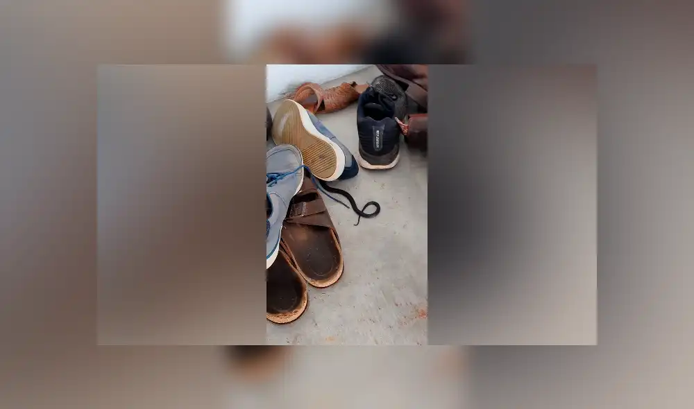 Desliza hacia la izquierda para ver a la serpiente que ha causado gran conmoción en Facebook.