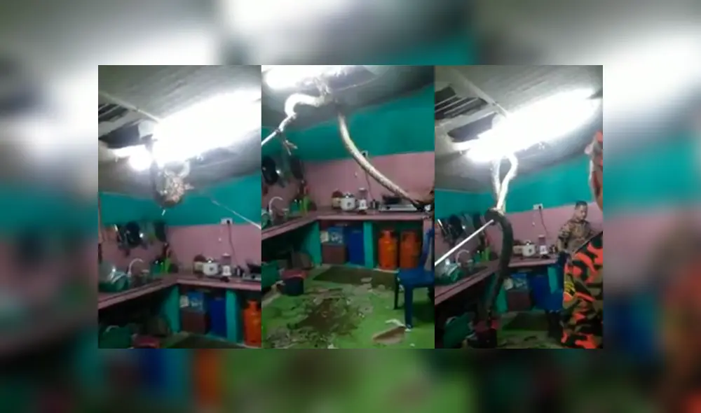 Desliza a la izquierda para ver este terrorífico descubrimiento. Fuente: Captura.