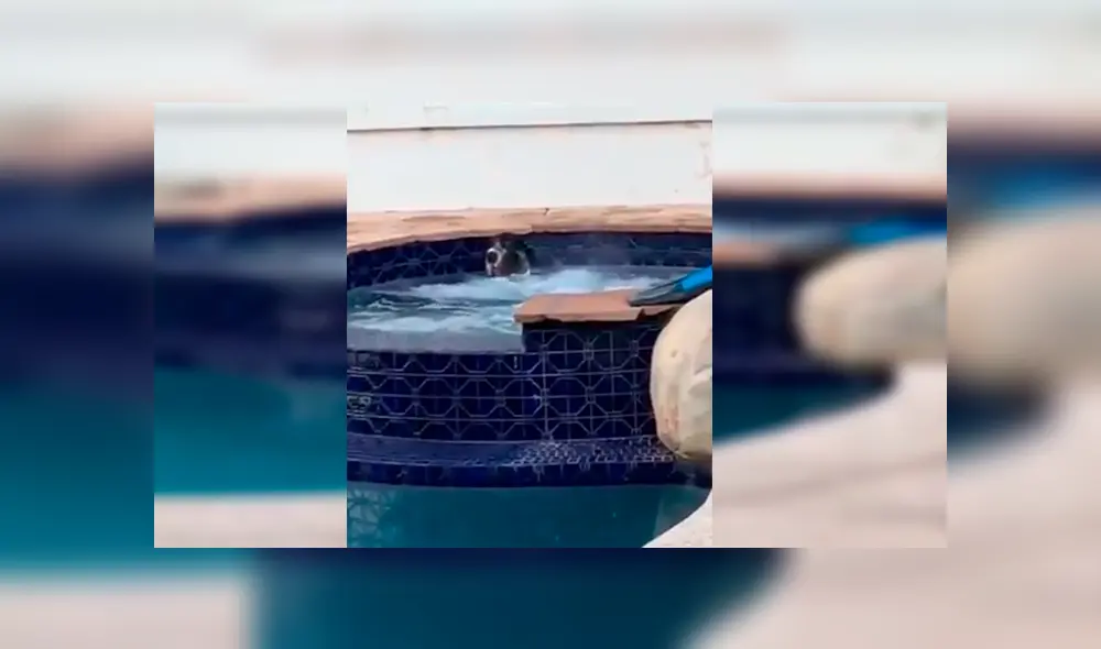 En Facebook, una familia estaba aterrada al percatarse de la presencia de un animal en su piscina.