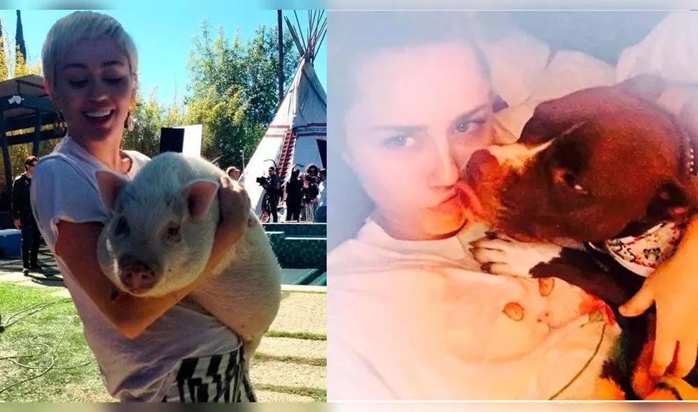 Miley Cyrus y Liam Hemsworth se enfrentarían por custodia de sus mascotas [FOTOS]