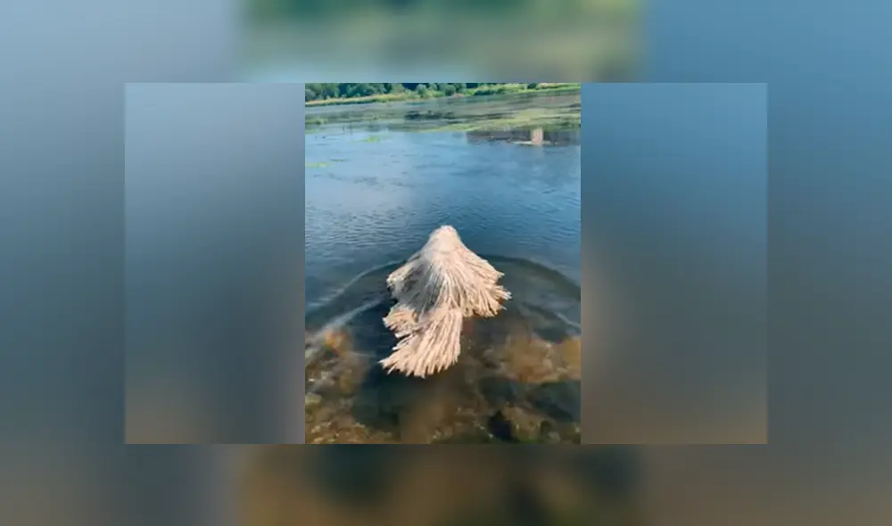 Hombre encuentra misteriosa criatura ‘acuática’, se acerca a ella y descubre algo insólito