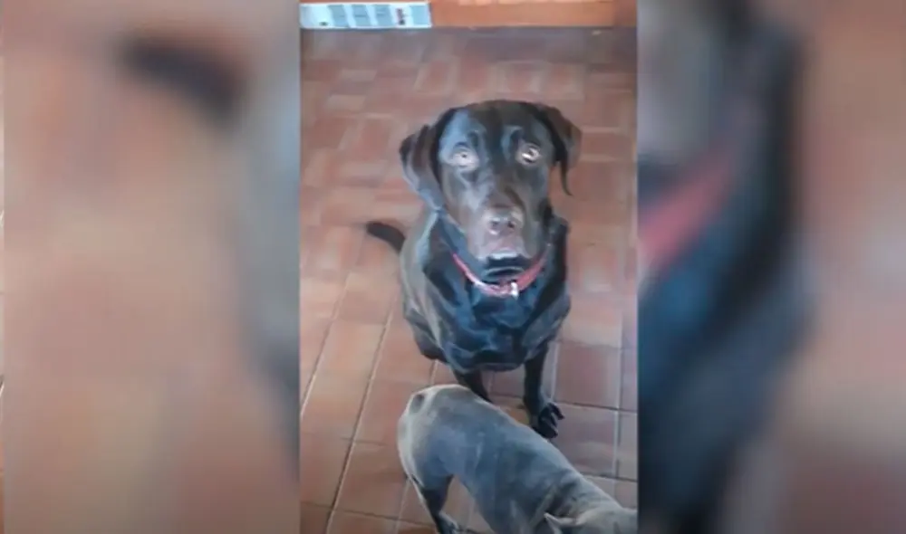 Desliza las imágenes para ver la curiosa acción de un perro para ayudar al nuevo integrante que su dueño rescató de la calle. Foto: Caters Clips Desliza las imágenes para ver la curiosa acción de un perro para ayudar al nuevo integrante que su dueño rescató de la calle. Foto: Caters Clips