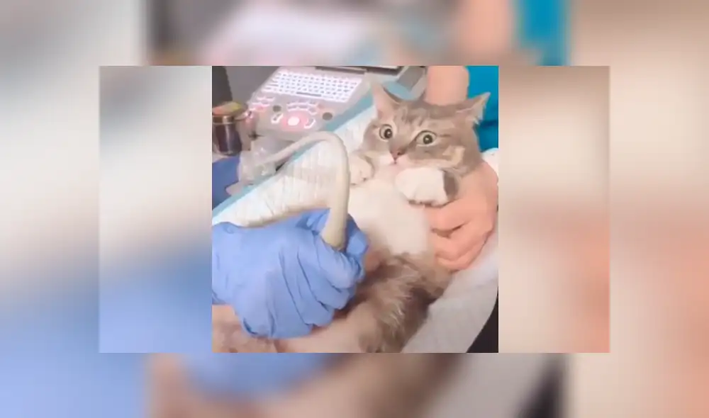 YouTube viral: Gata mira ultrasonido de su cría y sorprende su reacción al verlas [VIDEO]