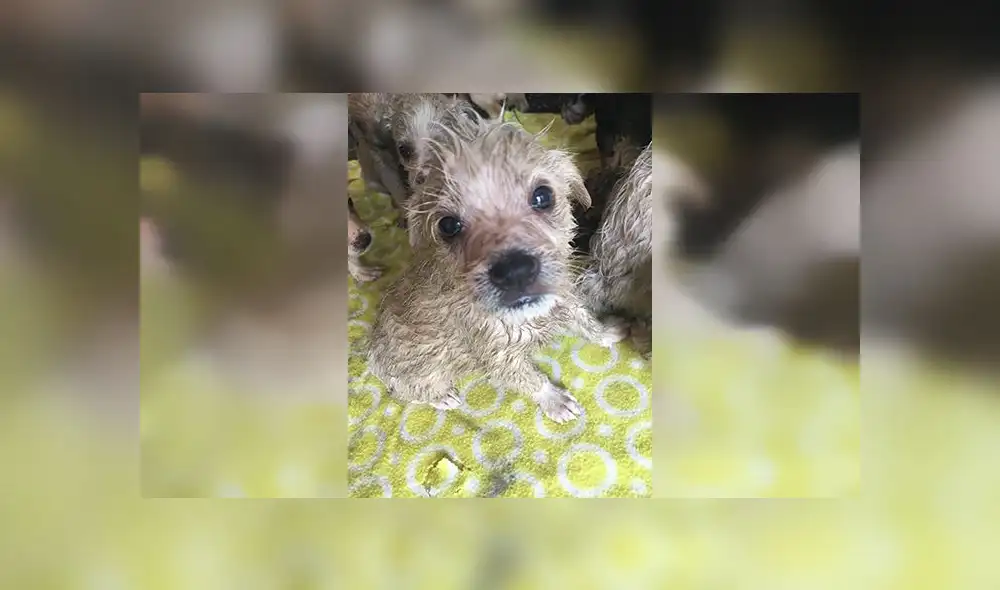 Once cachorros recién nacidos fueron abandonados en bolsas de basura [FOTOS Y VIDEO]