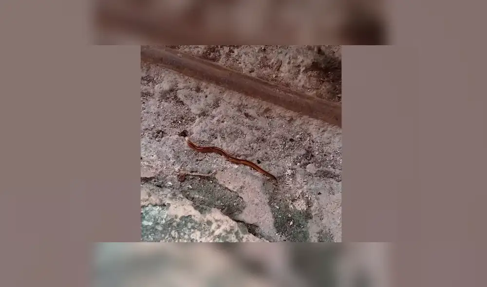 Un video viral de YouTube muestra el extraño aspecto de de un gusano martillo que fue hallado dentro de una vivienda en Tailandia. Un video viral de YouTube muestra el extraño aspecto de de un gusano martillo que fue hallado dentro de una vivienda en Tailandia.