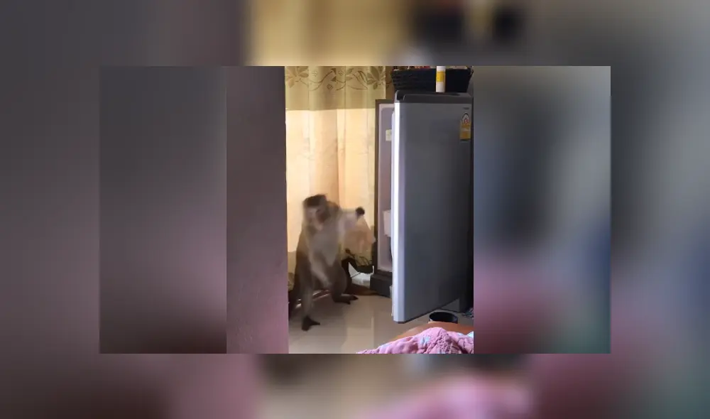 Una familia capta el momento en que un mono ingresa a su casa y les roba comida de la cocina. Foto: YouTube