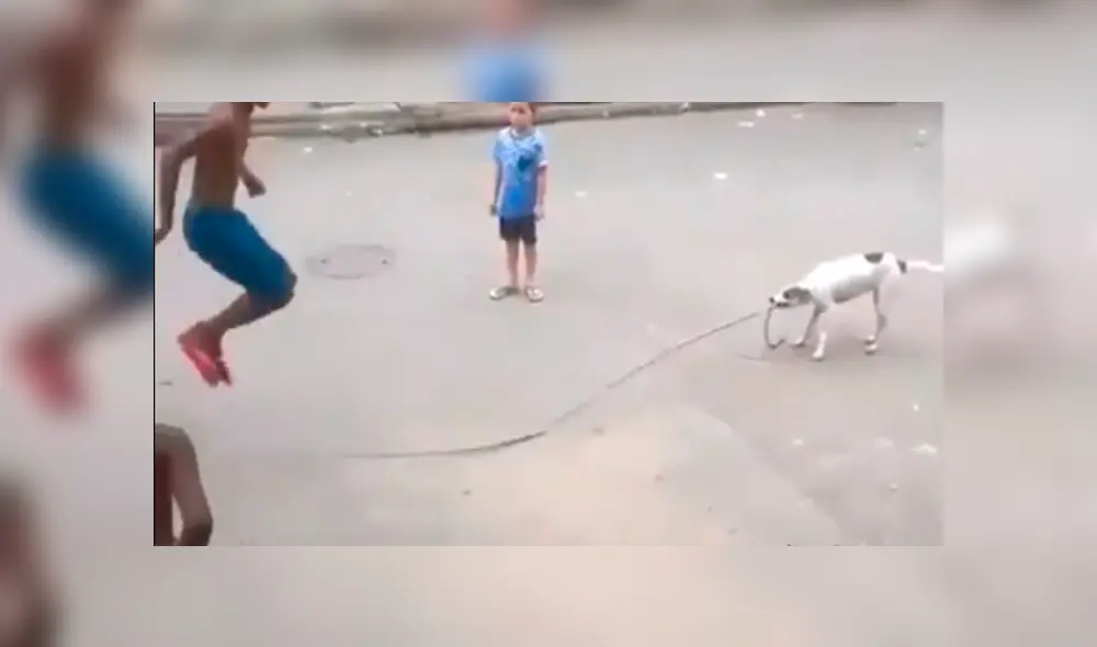 Facebook viral: perro ayuda a niños para que jueguen a saltar la cuerda en la calle Facebook viral: perro ayuda a niños para que jueguen a saltar la cuerda en la calle