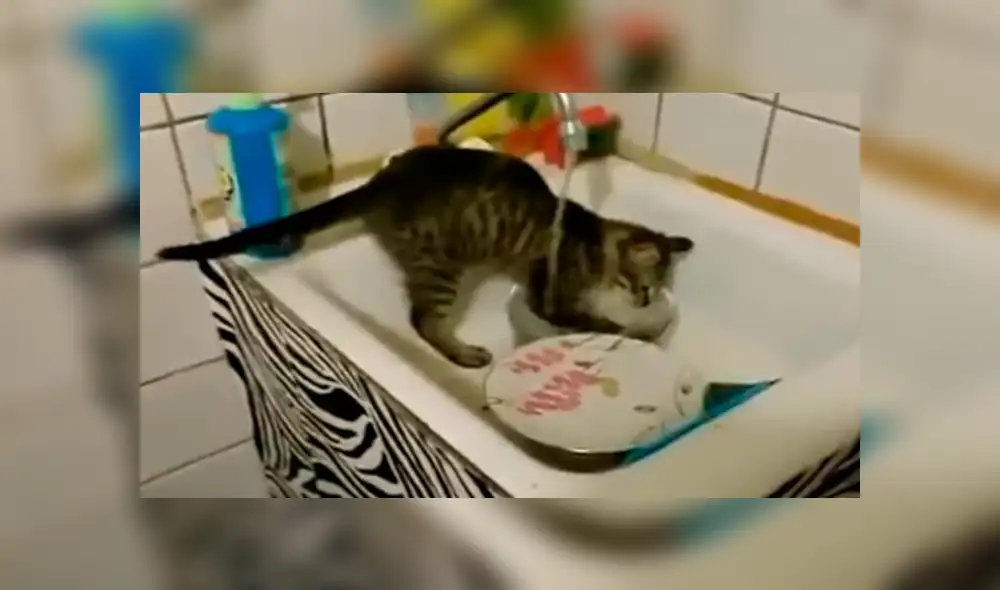 YouTube viral: Joven llega a su casa y descubre a gato realizando la limpieza del hogar [VIDEO]