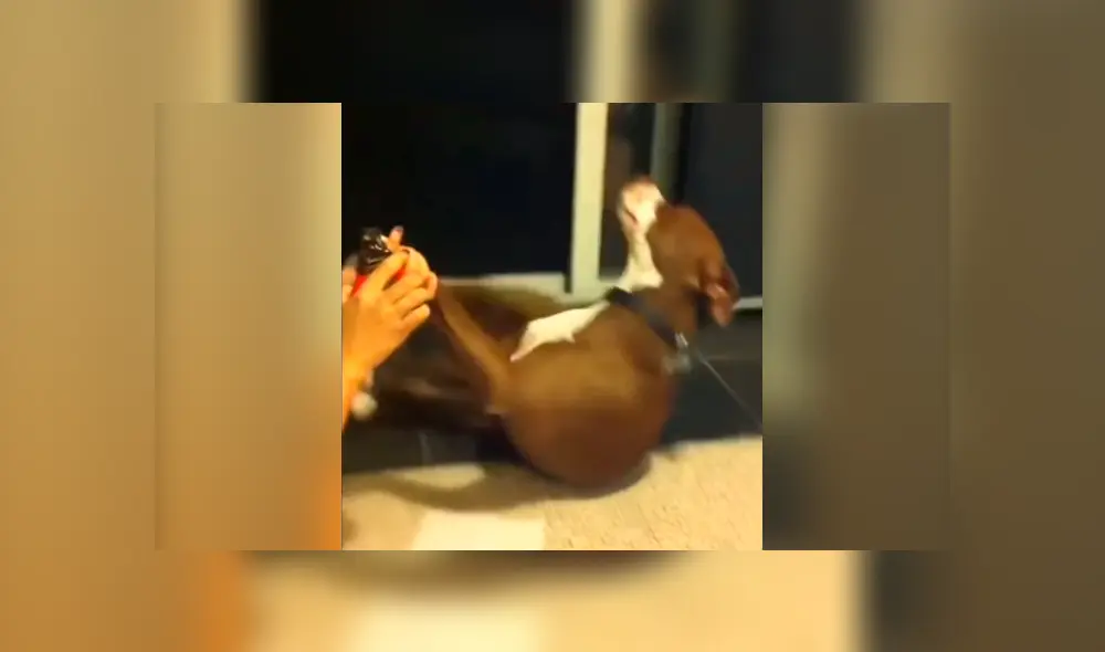Facebook viral: chica le corta las uñas a su perro y este tiene una dramática reacción. Si quieres verlo desliza cada imagen hacia la izquierda.