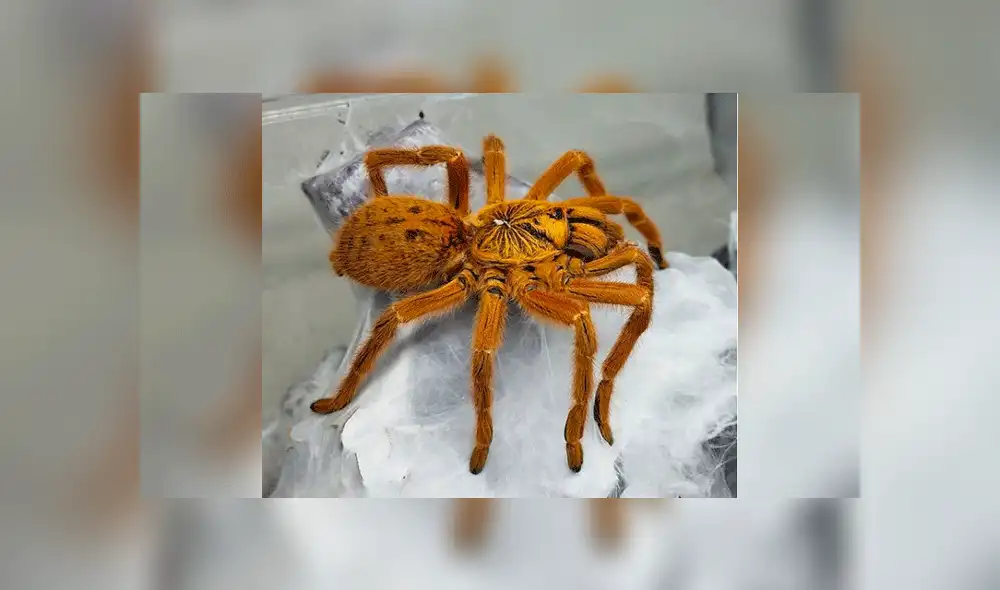 Facebook: mujer le ofrece ratón bebé a su tarántula y esta lo devora sin piedad [VIDEO]