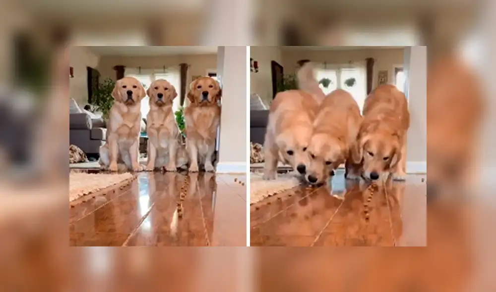 Desliza las imágenes hacia la izquierda para apreciar la improvisada competencia que tuvieron unos perros. Desliza las imágenes hacia la izquierda para apreciar la improvisada competencia que tuvieron unos perros.