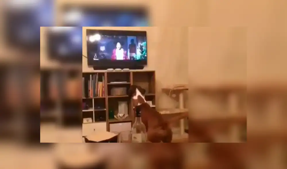 Video es viral en YouTube. El can protagonizó una divertida escena al ser captado imitando los grandes saltos del perro que aparece en la famosa cinta