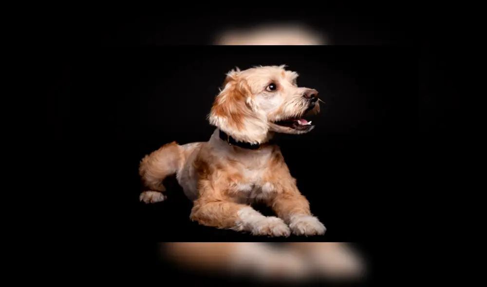 En Facebook, un rescatista fue el responsable de brindarle los cuidados al perro y tras cinco meses luce diferente. En Facebook, un rescatista fue el responsable de brindarle los cuidados al perro y tras cinco meses luce diferente.