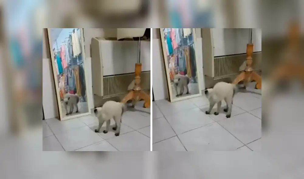 Video es viral en YouTube. La dueña del gato no dudó en grabar el curioso comportamiento del felino mientras se observaba en un espejo Video es viral en YouTube. La dueña del gato no dudó en grabar el curioso comportamiento del felino mientras se observaba en un espejo