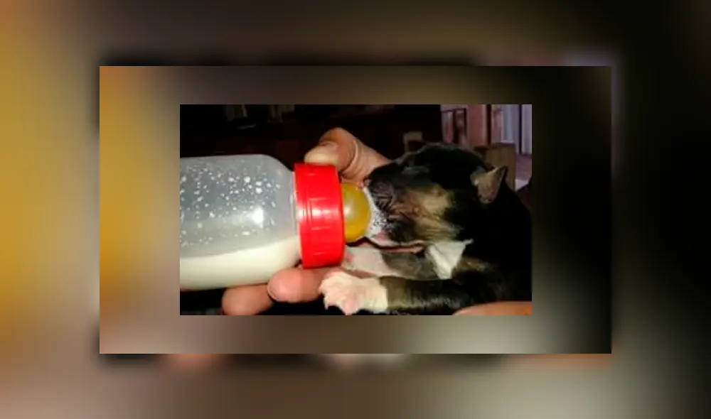 Así lucía Lucas a poco de ser rescatado. Foto: Facebook. Así lucía Lucas a poco de ser rescatado. Foto: Facebook.