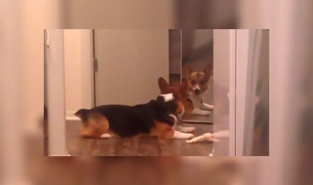Twitter: perro intenta compartir su hueso con su propio reflejo y conmueve las redes [VIDEO]