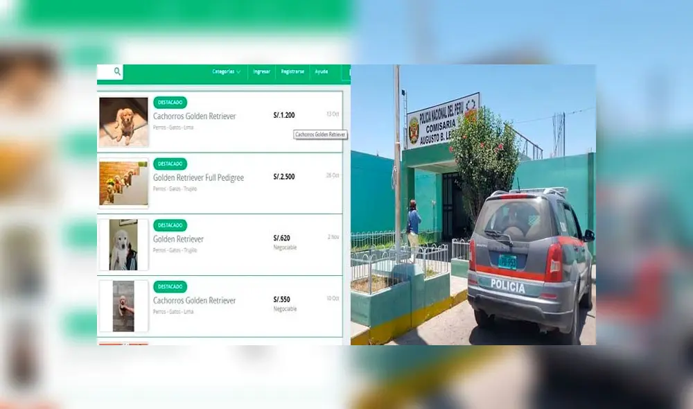 Sujeto estafó con venta de cachorro de raza a través de internet Sujeto estafó con venta de cachorro de raza a través de internet