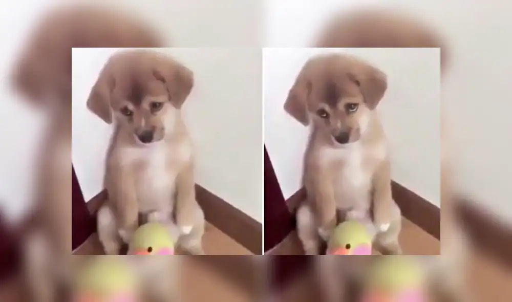 Facebook: Un tierno castigo y la adorable reacción de un perro enamoran en redes