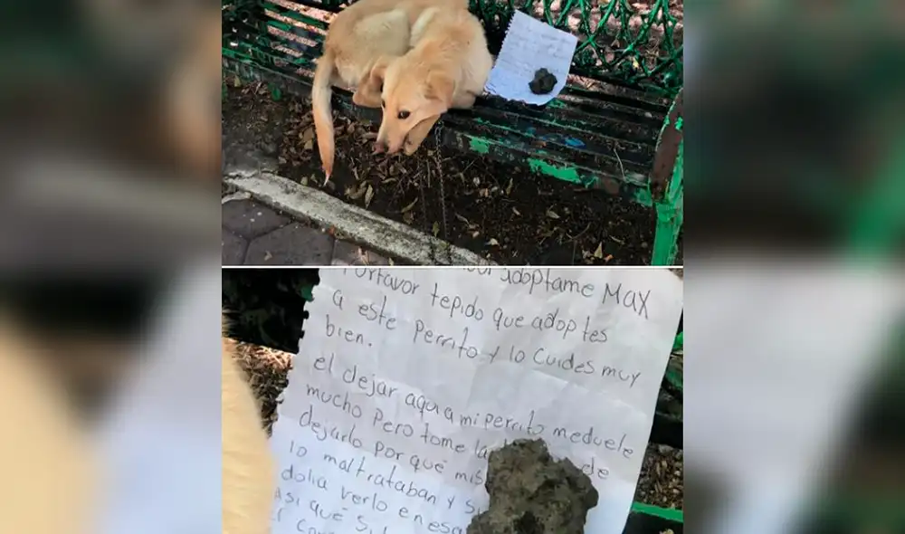Perrito con la mirada triste tras ser abandonado en la banca de un parque