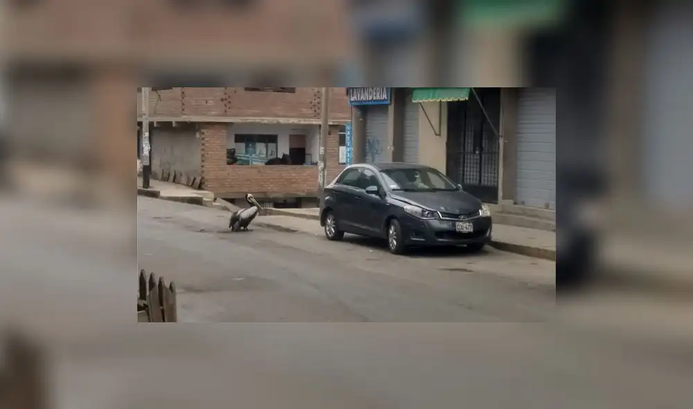 Ciudadanía no debe acercarse a las aves enfermas. Foto: RPP