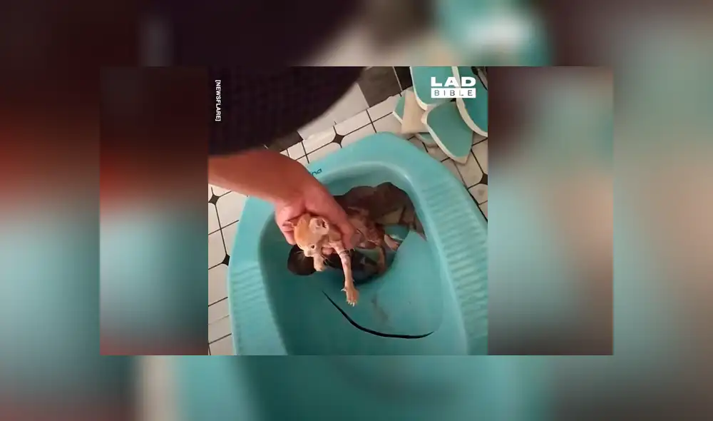 Escucha desgarradores ruidos de bañera, la destruye y encuentra insólita criatura [VIDEO] 