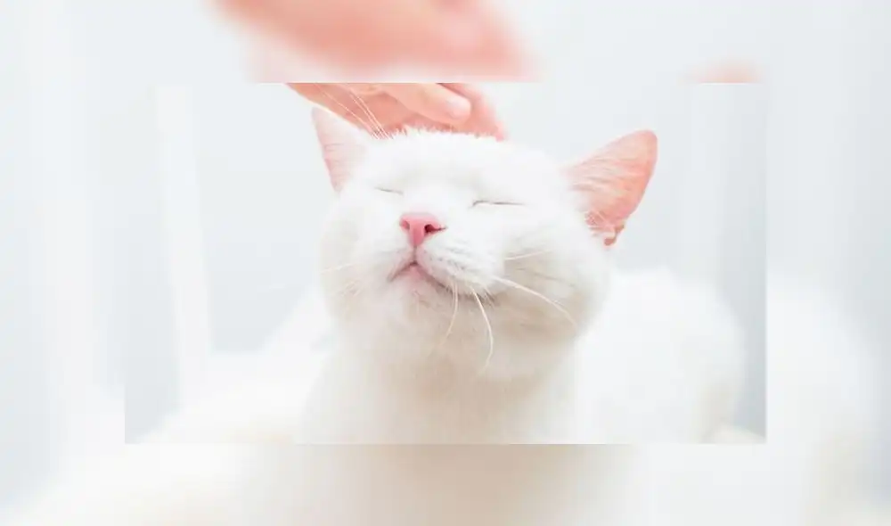 20 de febrero: Día internacional del gato, ¿por qué se celebra esta fecha? [FOTOS]