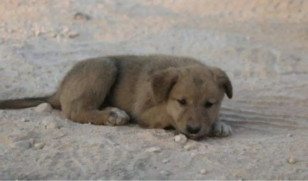 Desliza para ver las imágenes del cachorro Bobe. Foto: Zoorprendente Desliza para ver las imágenes del cachorro Bobe. Foto: Zoorprendente
