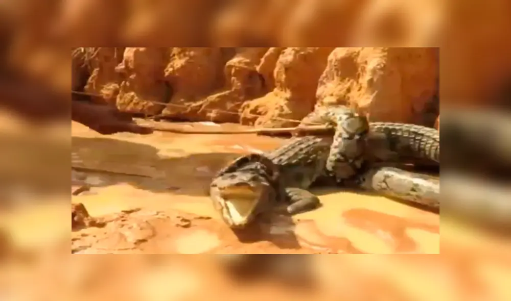 YouTube viral: mamá cocodrilo defiende a sus crías del ataque de una temible anaconda 