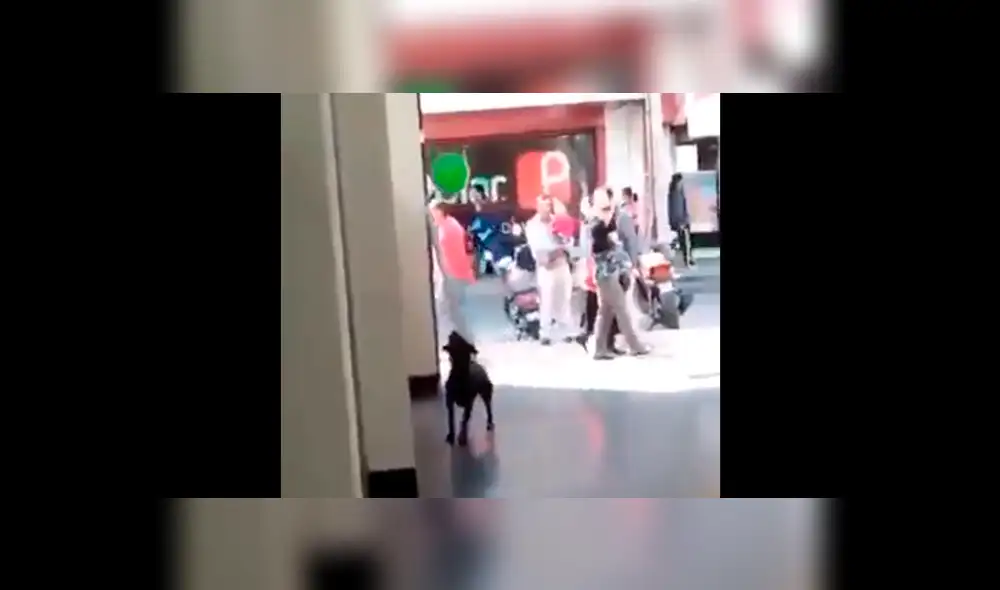 Vía Facebook: Perro encuentra globo en la calle y esta es su asombrosa reacción [VIDEO]