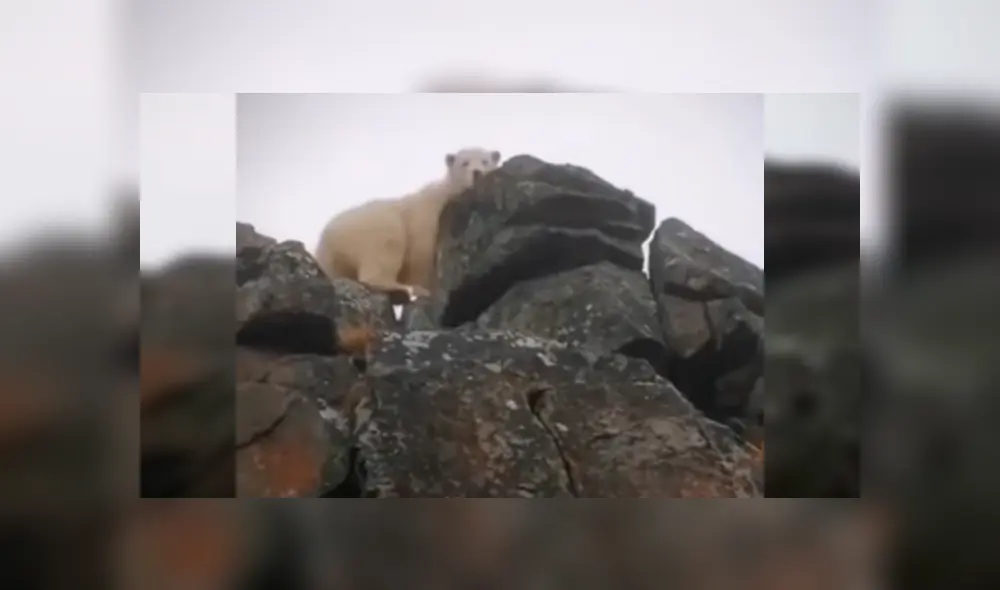 Reporteros fueron sorprendidos por el enorme depredador cuando estaban filmando un documental sobre sobre la conservación de los animales
