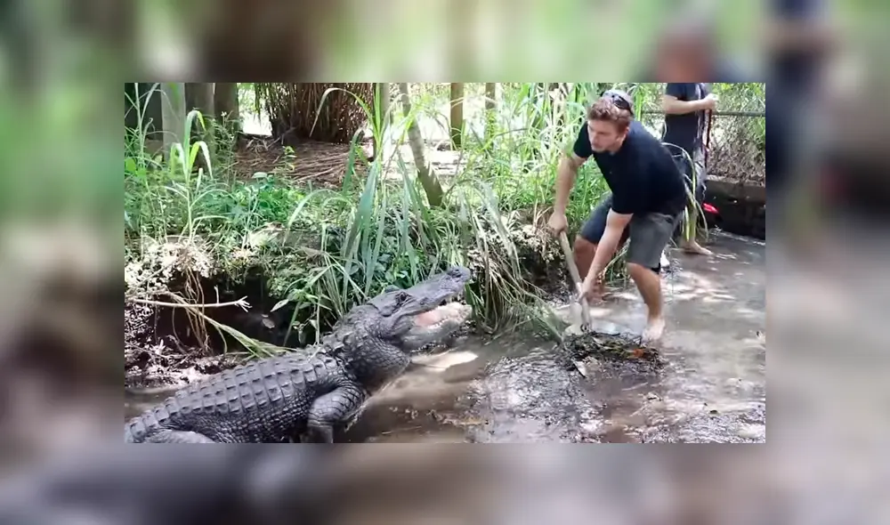 Desliza hacia la izquierda para ver lo que pasó con los jóvenes que ingresaron a un recinto de cocodrilos y se volvió viral en YouTube.