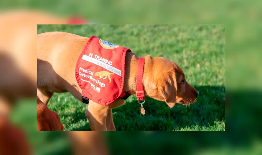 Los especialistas esperan que el plan tenga éxito con lo que se podría tener una valiosa herramienta para identificar a los portadores de COVID-19 en áreas bulliciosas como aeropuertos.
