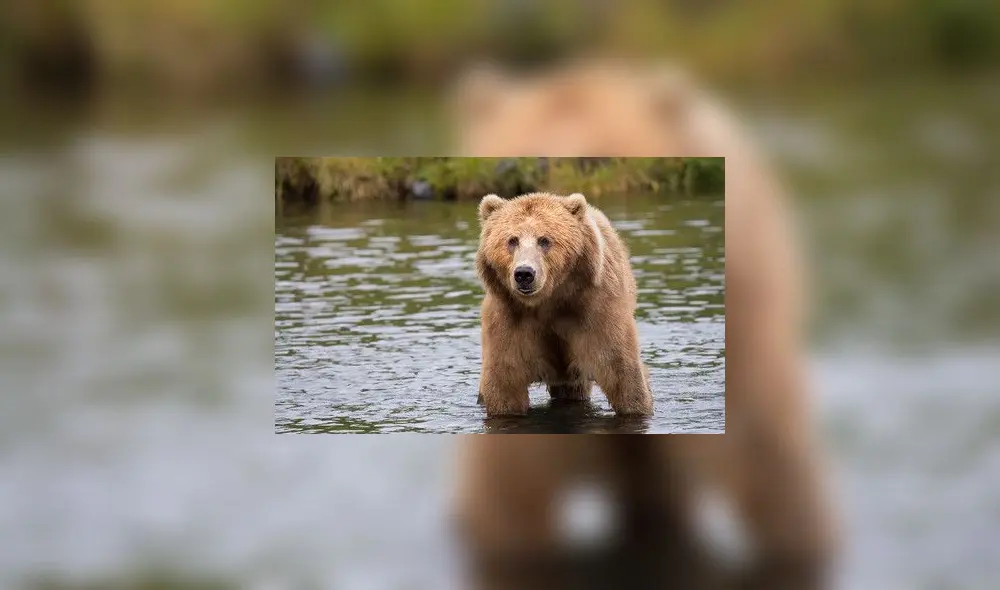 Tremendo e impactante es el video que muestra el momento en que un oso ataca a su domador, en un circo ruso. Foto: Difusión.